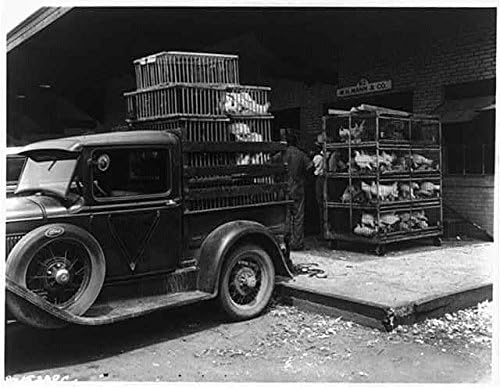 HistoricalFindings fotografija: Kamionet utovar sanduka živih pilića u W. H. Mann & amp;Co, c1930